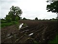 Field off Congleton Road in Marton