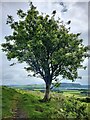 Single tree on the hills behind Kinesswood in KY13 9JN