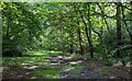 Path in Hyde Wood, Woodham Mortimer in CM9 6TG