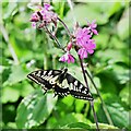 Sutton Fen Trail 1: Swallowtail butterfly ('Papilio machaon') on red campion in NR29 5DF