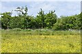 Sutton Fen Trail 3: Meadow full of buttercups and orchids in NR29 5DF