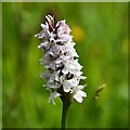 Sutton Fen Trail 4: Common spotted orchid 'Dactylorhiza fuchsii' in NR29 5DF