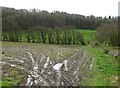 Muddy field and track south of the A541 in CH7 5HP