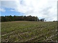 Stubble field and woodland in CH7 6PB