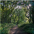 Path in 'The Wilderness', Woodham Walter in CM9 6LP