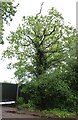 Tree at the entrance of Ashendene Stud, Epping Green in SG13 8NQ