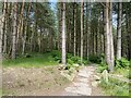 Trail in Lady Hill Coppice in WS15 2UT