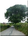 Looking north-east on the Lane from to  the A49 in Herefordshire