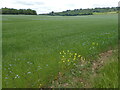 Field next to Kemsing Road in TN15 9HT