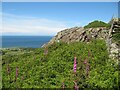 Foxglove, bracken, rock in LL68 9NG