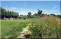 Wild Flowers near a Playground in SP10 4DZ
