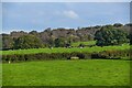 Buckland St Mary : Grassy Field in TA20 3QB