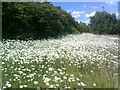 Profusion of flowers on the Marston Vale Trail in MK43 0TP