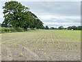 Field of newly-planted crops in CW11 2SW