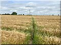 Path through barley field in CW11 2ST