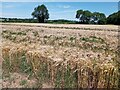 Barley field near to Stocking Pelham in Stocking Pelham