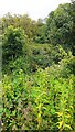 Overgrown trackbed of lifted railway in BB7 9GU
