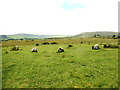 Cylch Cerrig Gors Fawr / Gors Fawr Stone Circle in Mynachlogddu Community