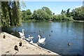 Ducks & Swans on the Lake in SP10 3LU