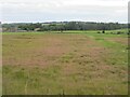 Wild grassland in AB21 7PR