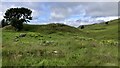 A lone tree stands guard over the ruins of a bygone era at Fossachie in FK9 5PX