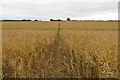 Footpath through the rape seed in OX20 1ES