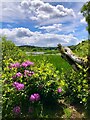 Blooming Rhododendrons on the Side of Moor Loch in FK10 4BG