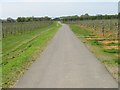 Farm road and route of the Stour Valley Walk in CT2 9BH
