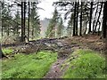 Forestry operations in northern Snake Woodland in S33 0BJ