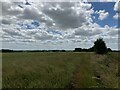 View across a wheat field towards Great Finborough in Onehouse