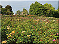 Rose Garden in Tollcross Park in G32 8PL