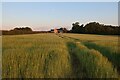 Barley field by Little Grove in CB3 8NN