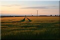 Barley field near Boxworth in CB3 8NN