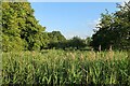 Reedy pond in Conington in CB23 4LN