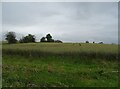 Cereal crop off Ash Road in SY13 4DE