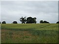 Hillside cereal crop in SY13 4EQ