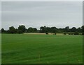 Field off Goldsmith Lane in SY13 4AT