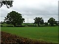 Field and hedgerow near Burleydam in SY13 4AT