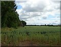 Cereal crop beside woodland in Ercall Magna