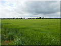Barley field off Barr's Lane in PE12 0TL