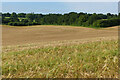 Farmland, Bighton in GU34 5PX