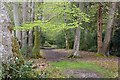 Footpath through Beech woodland south of Minstead House in SO43 7PE