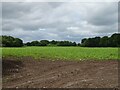 Crop field, Muckleton in SY4 4EW