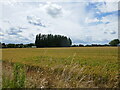Wheat field off Grassgate Lane in PE14 7AN