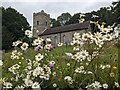 Wild daisies at St. John the Baptist church (Doddington) in DY14 0HJ