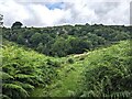 Bracken, woods and rocks near Beudy-Newydd in LL55 4YH
