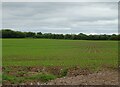 Crop field off Lodmore Lane in SY13 4BQ