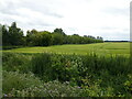 Barley field off Sand Bank in PE13 4SH