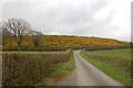 Field of Gorse near Cefn Hilin in SY21 8SH