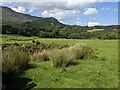 Grass and rushes near Llyndy Uchaf in LL55 4NL